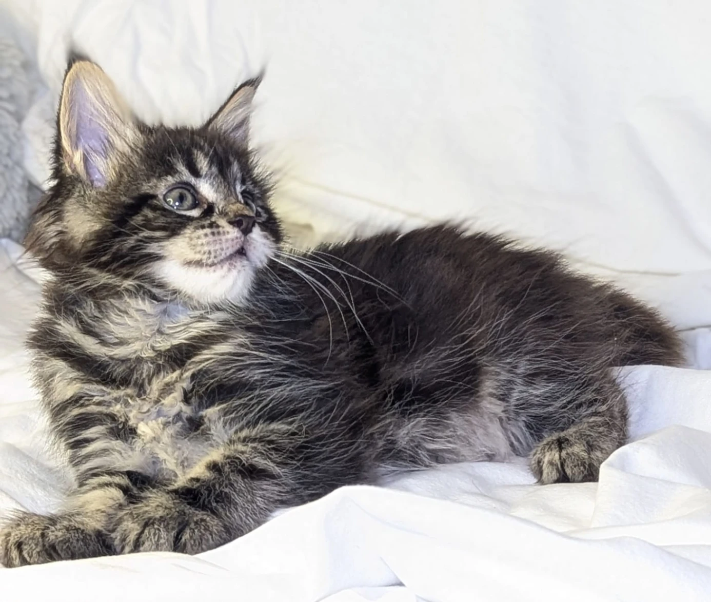 Maine Coon thumbnail 6