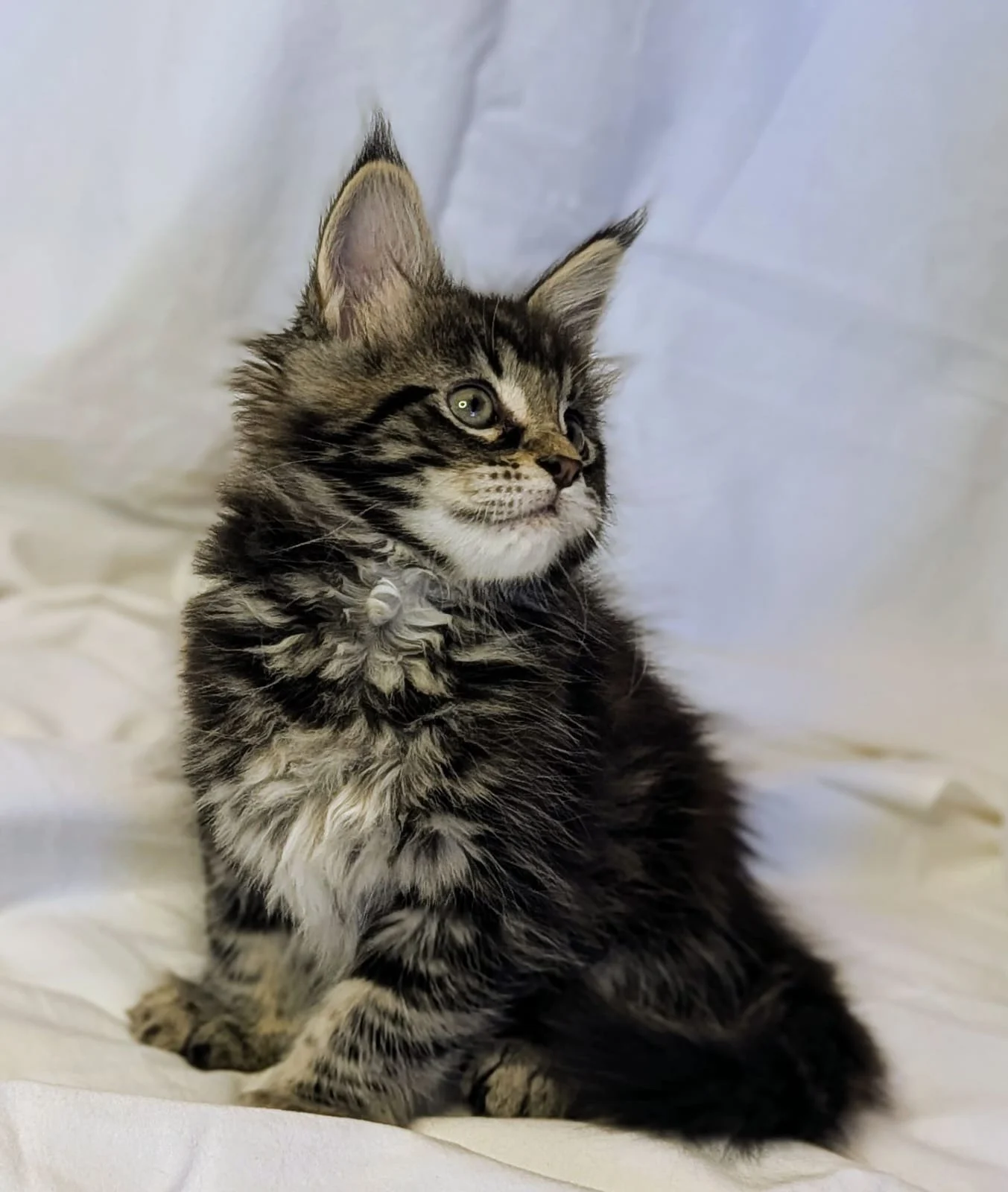 Maine Coon thumbnail 2