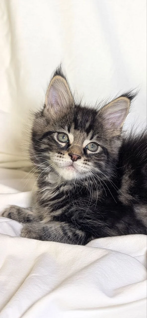 Maine Coon thumbnail 3