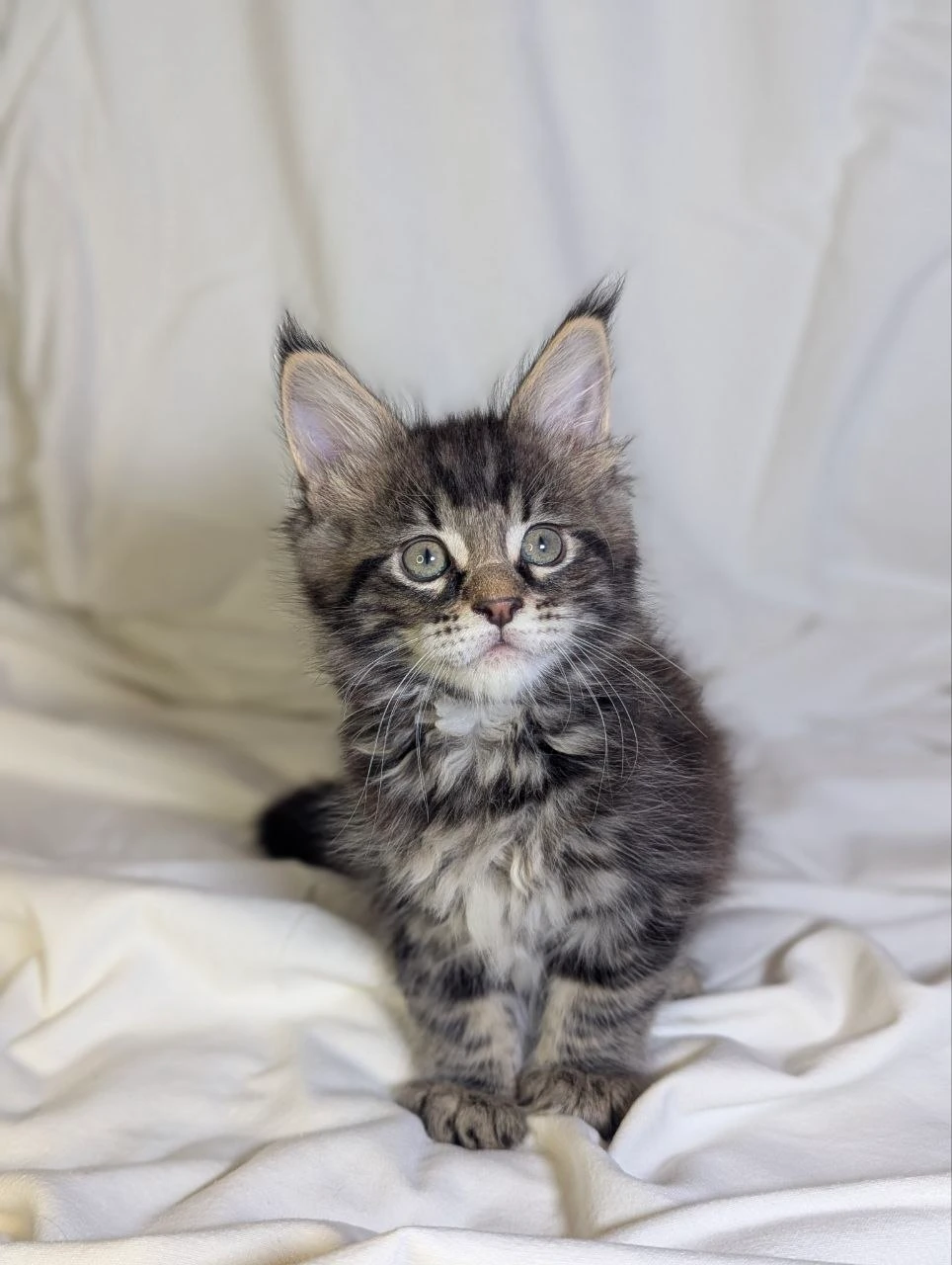 Maine Coon thumbnail 4