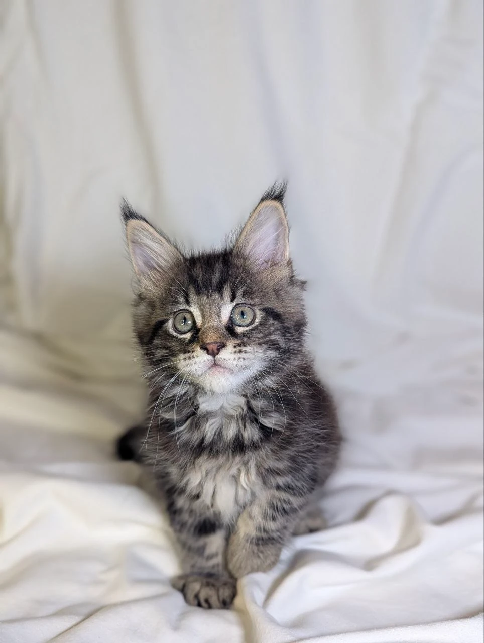 Maine Coon thumbnail 5