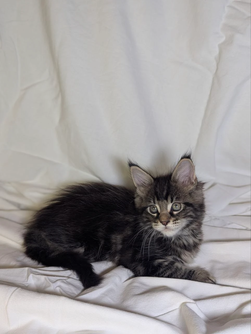 Maine Coon thumbnail 6