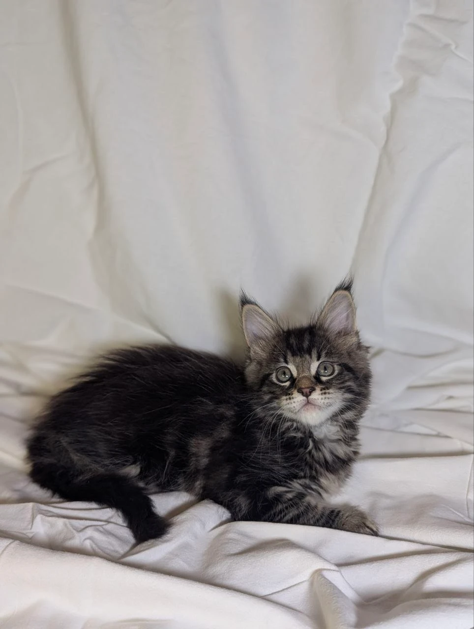 Maine Coon thumbnail 7