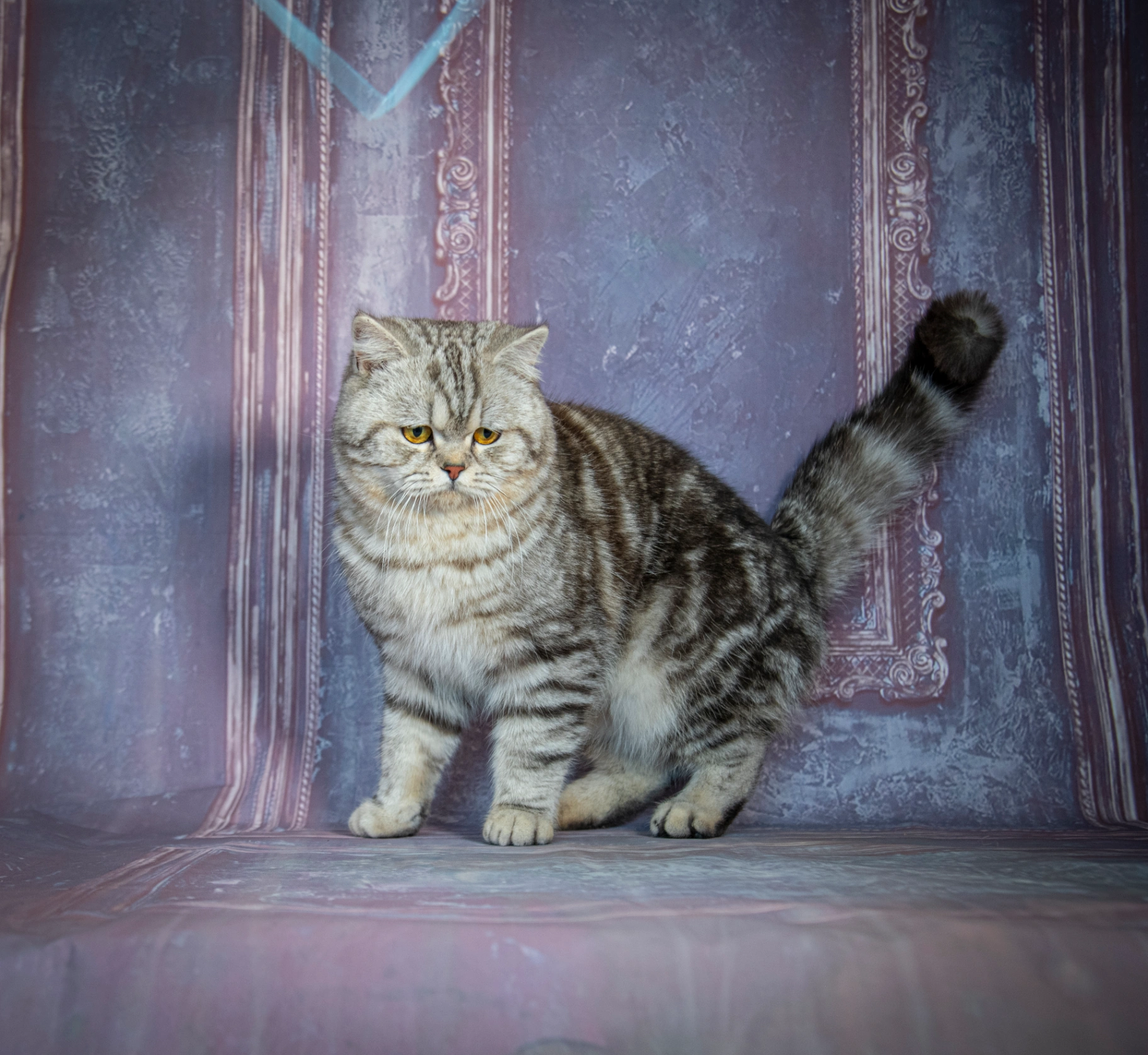 Aslan Bonton Pride thumbnail 2