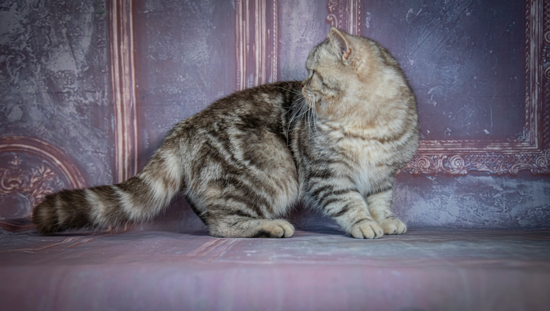 Aslan Bonton Pride thumbnail 3