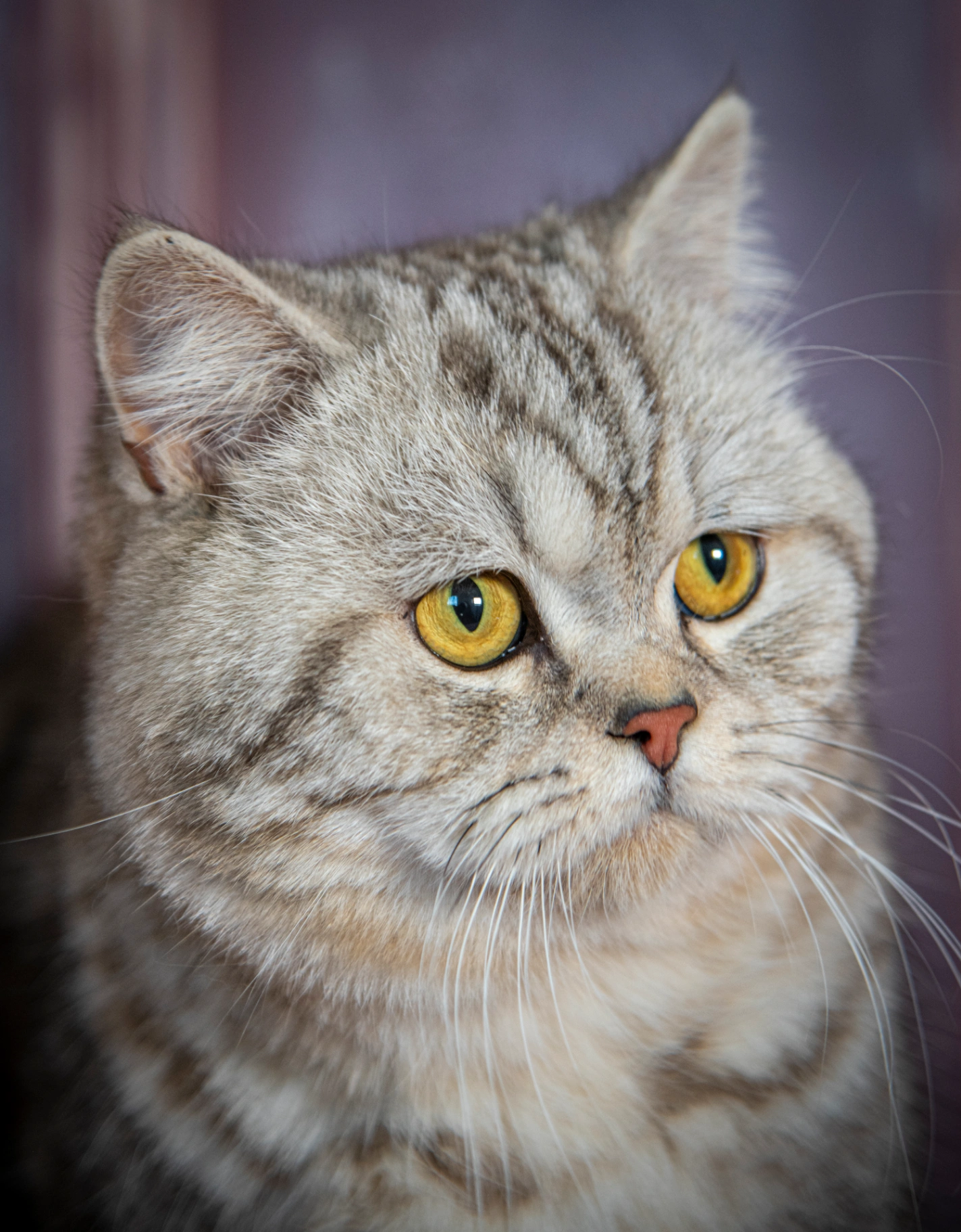 Aslan Bonton Pride thumbnail 4