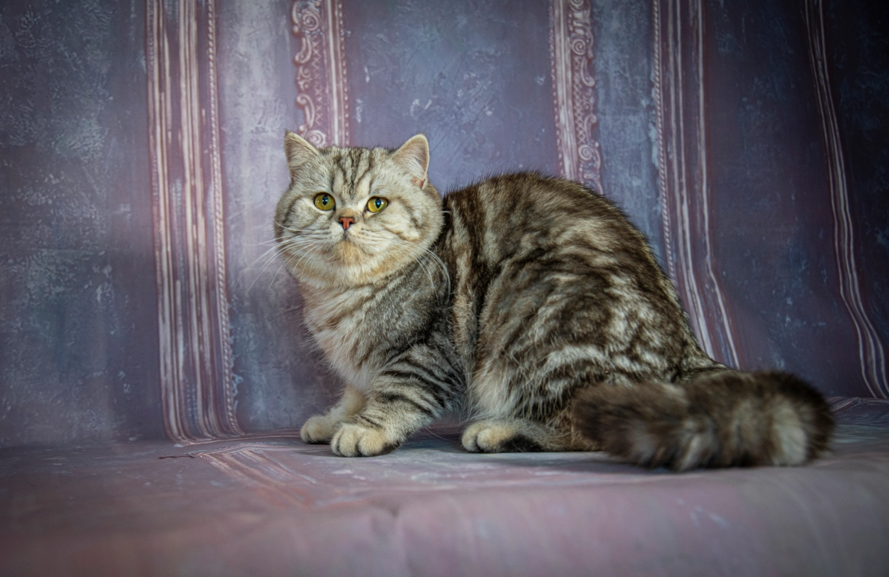 Aslan Bonton Pride thumbnail 5