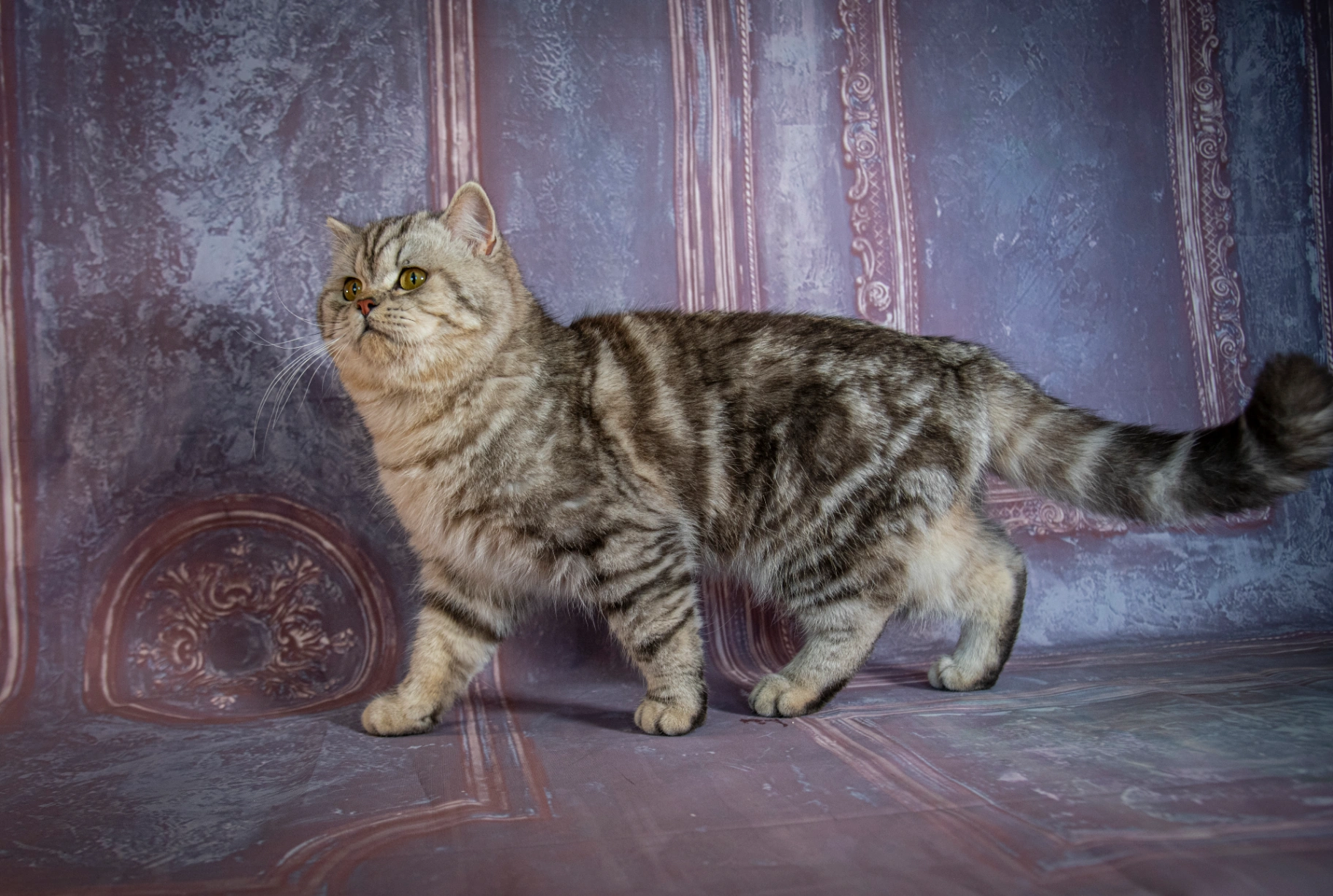 Aslan Bonton Pride thumbnail 6