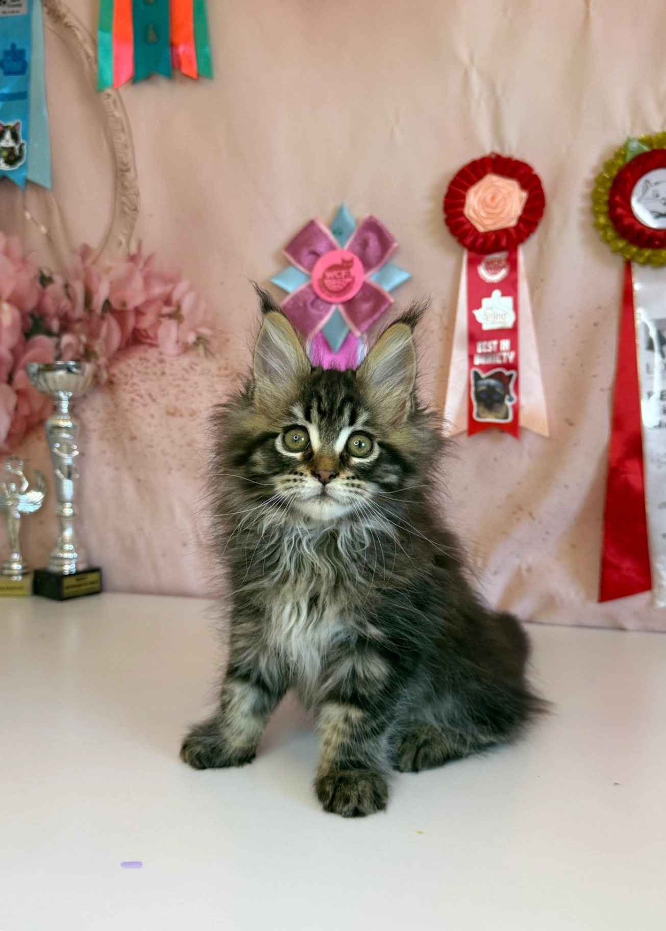 Мейн-Кун thumbnail 2