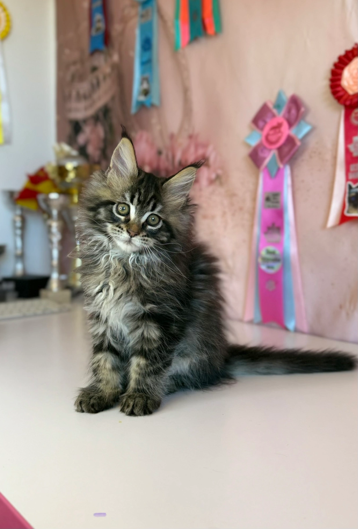 Мейн-Кун thumbnail 3