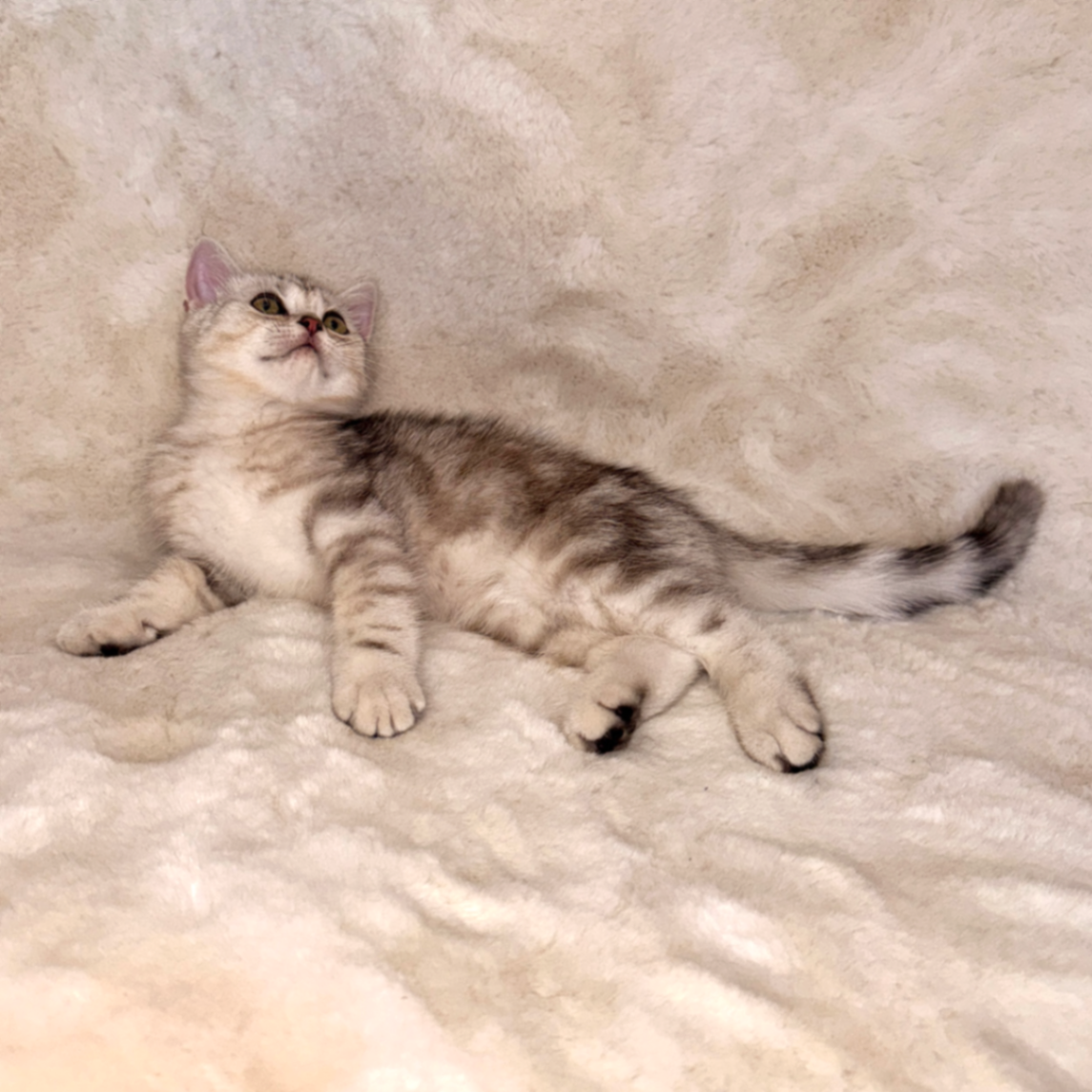 British Shorthair/Longhair thumbnail 2