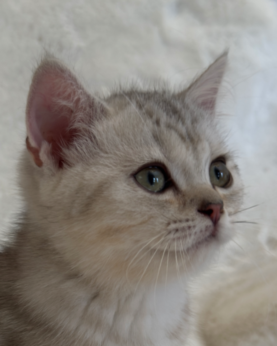 British Shorthair/Longhair thumbnail 3