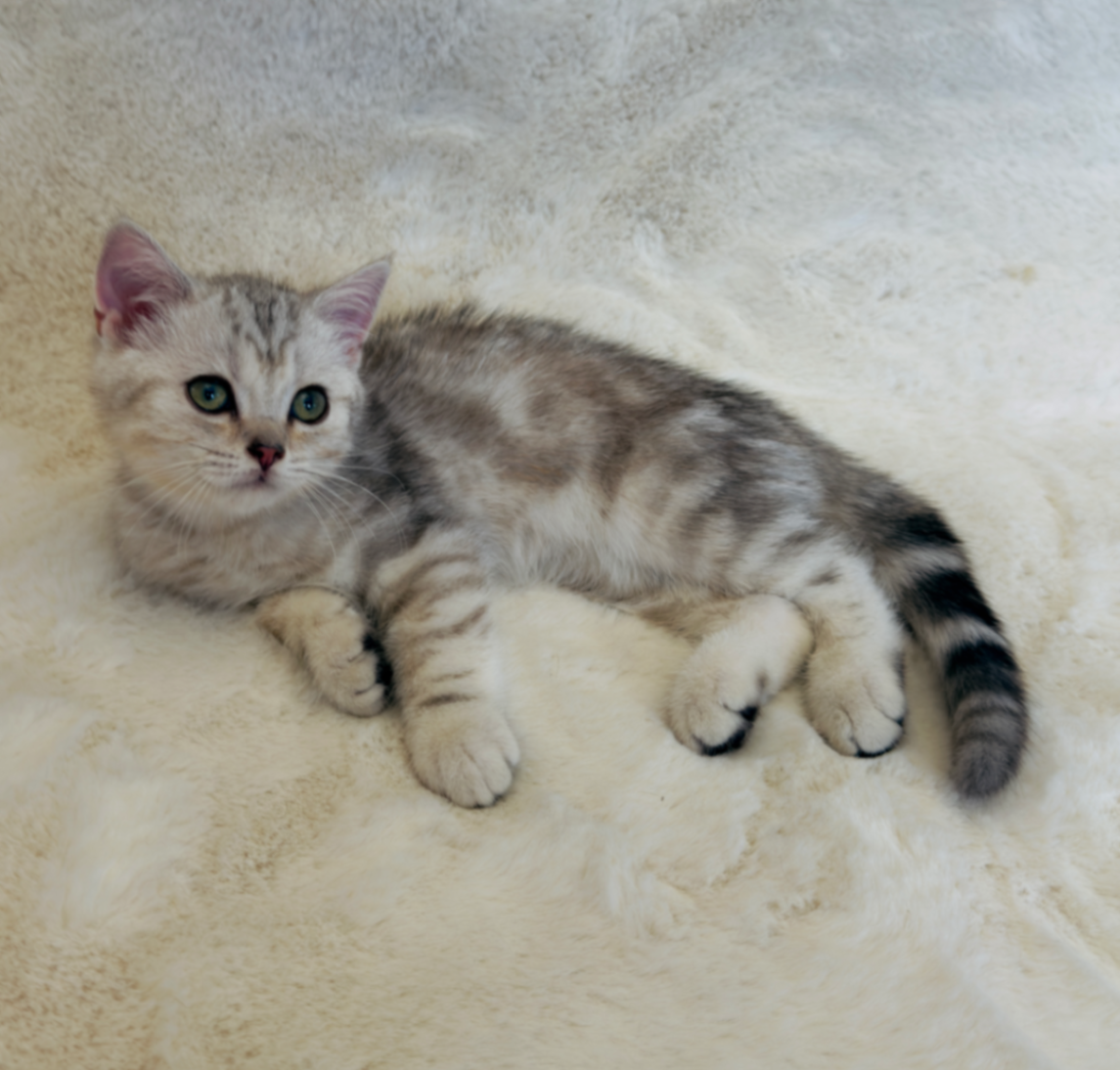 British Shorthair/Longhair thumbnail 4