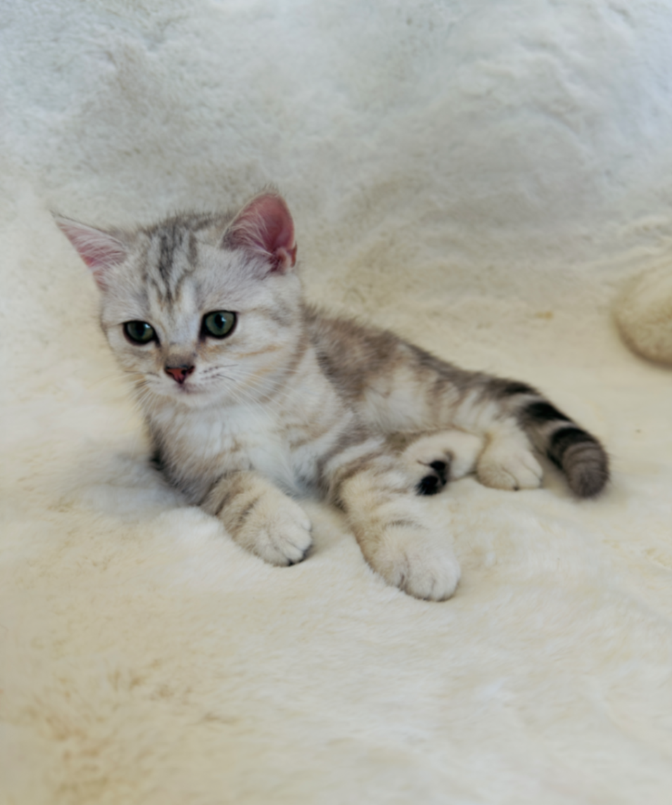 British Shorthair/Longhair thumbnail 5