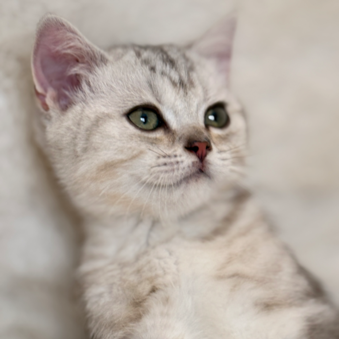 British Shorthair/Longhair thumbnail 6
