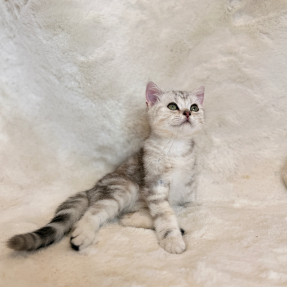 British Shorthair/Longhair thumbnail 7