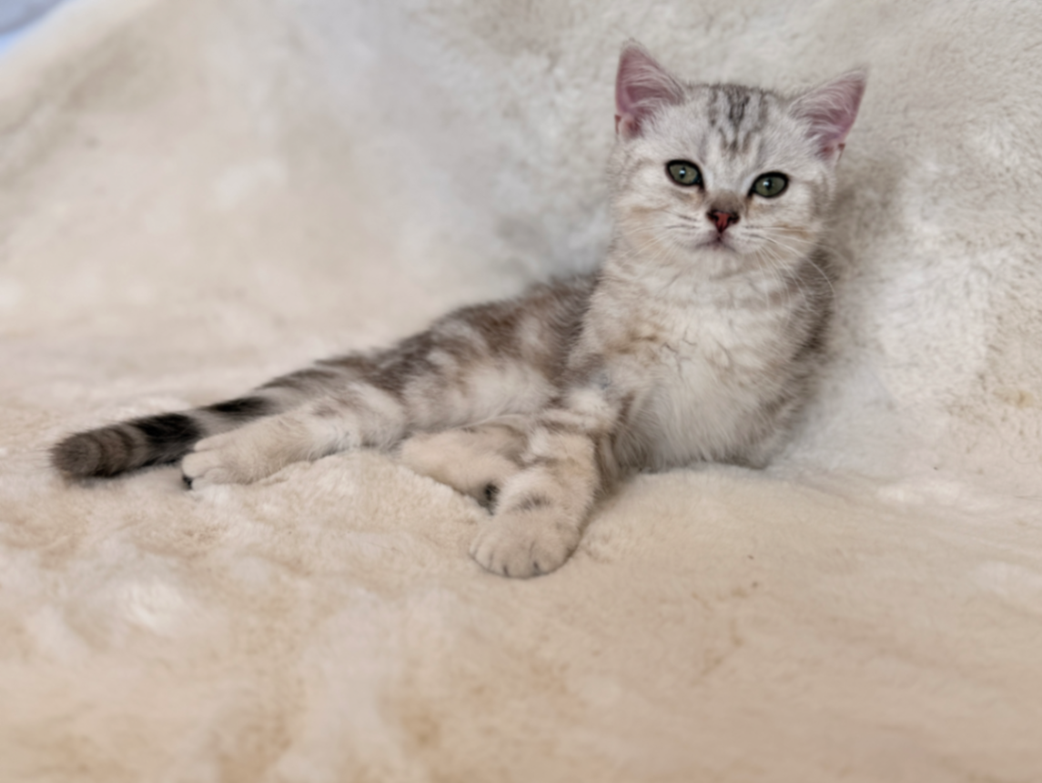 British Shorthair/Longhair thumbnail 8