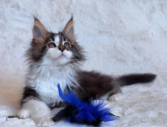 Maine Coon thumbnail 2