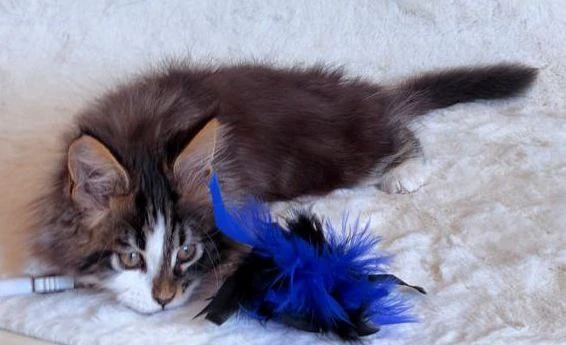 Maine Coon thumbnail 3