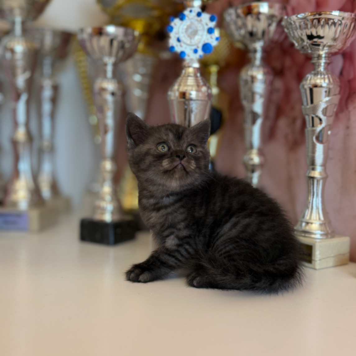 British Shorthair/Longhair thumbnail 2