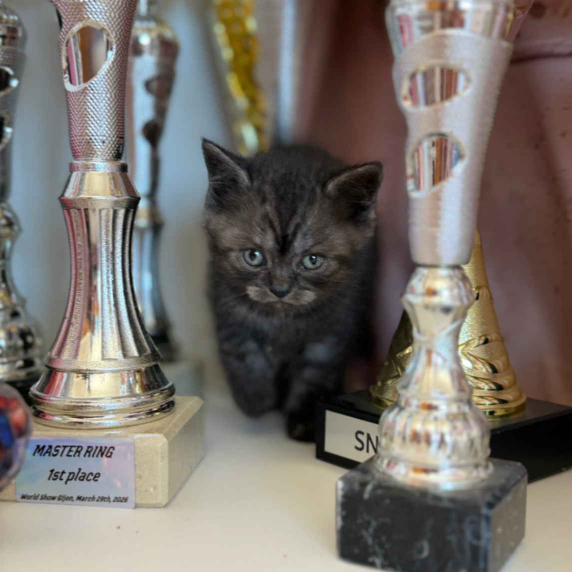 British Shorthair/Longhair thumbnail 3