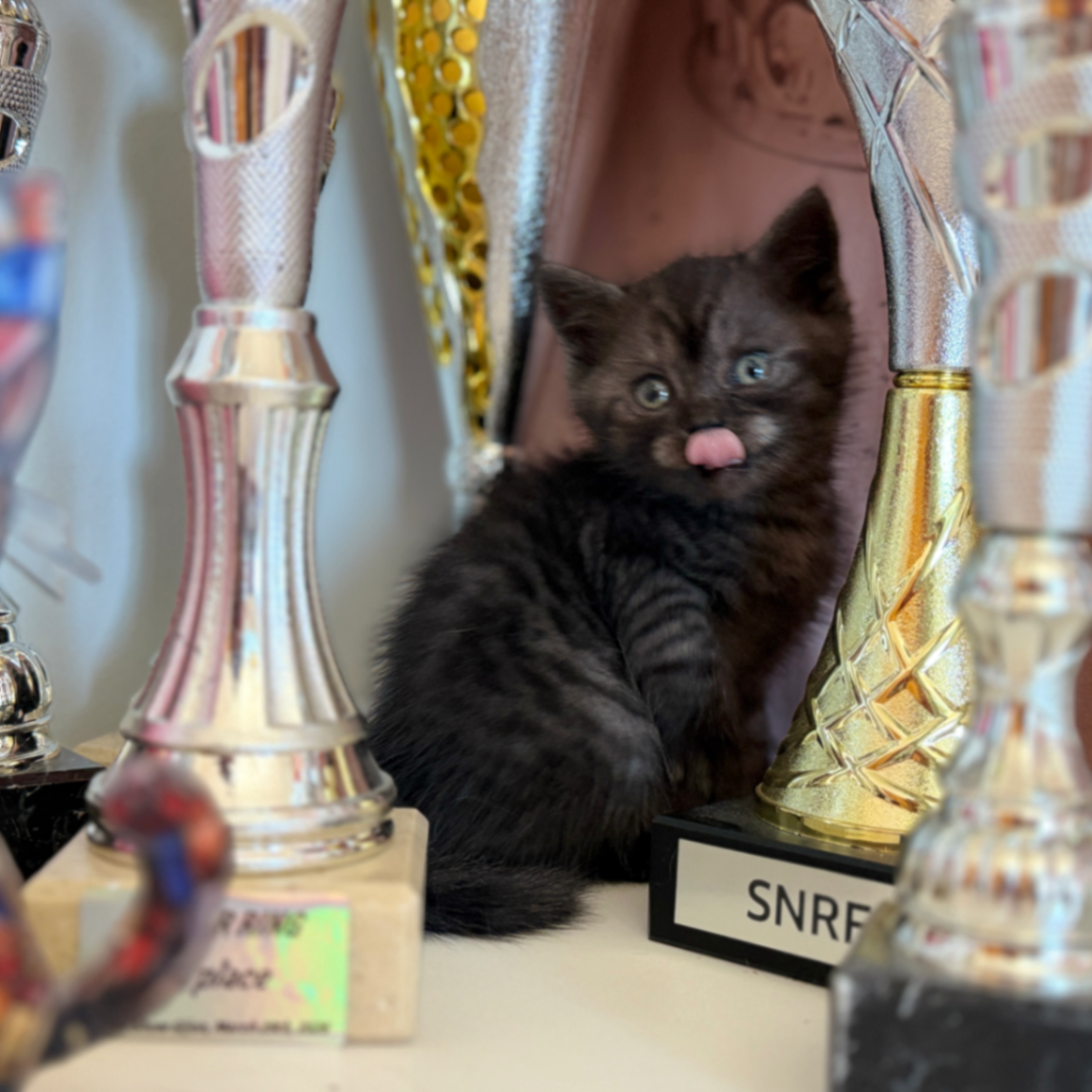 British Shorthair/Longhair thumbnail 4
