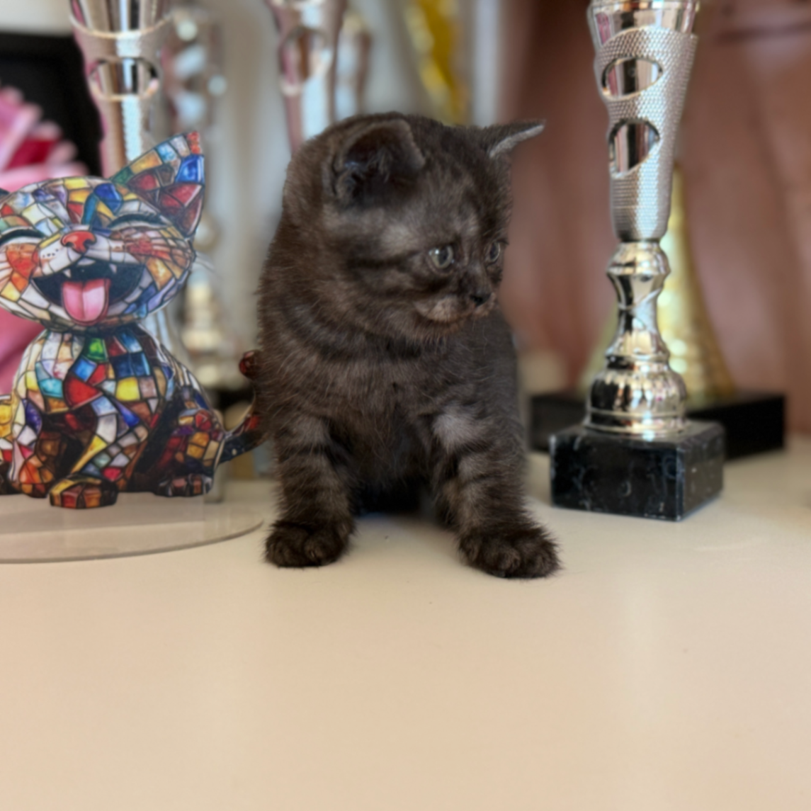 British Shorthair/Longhair thumbnail 6