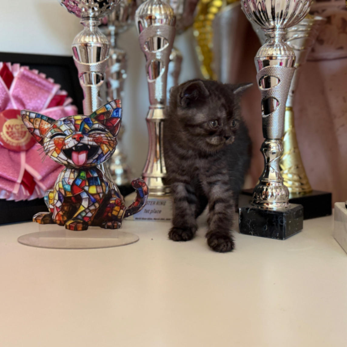 British Shorthair/Longhair thumbnail 7