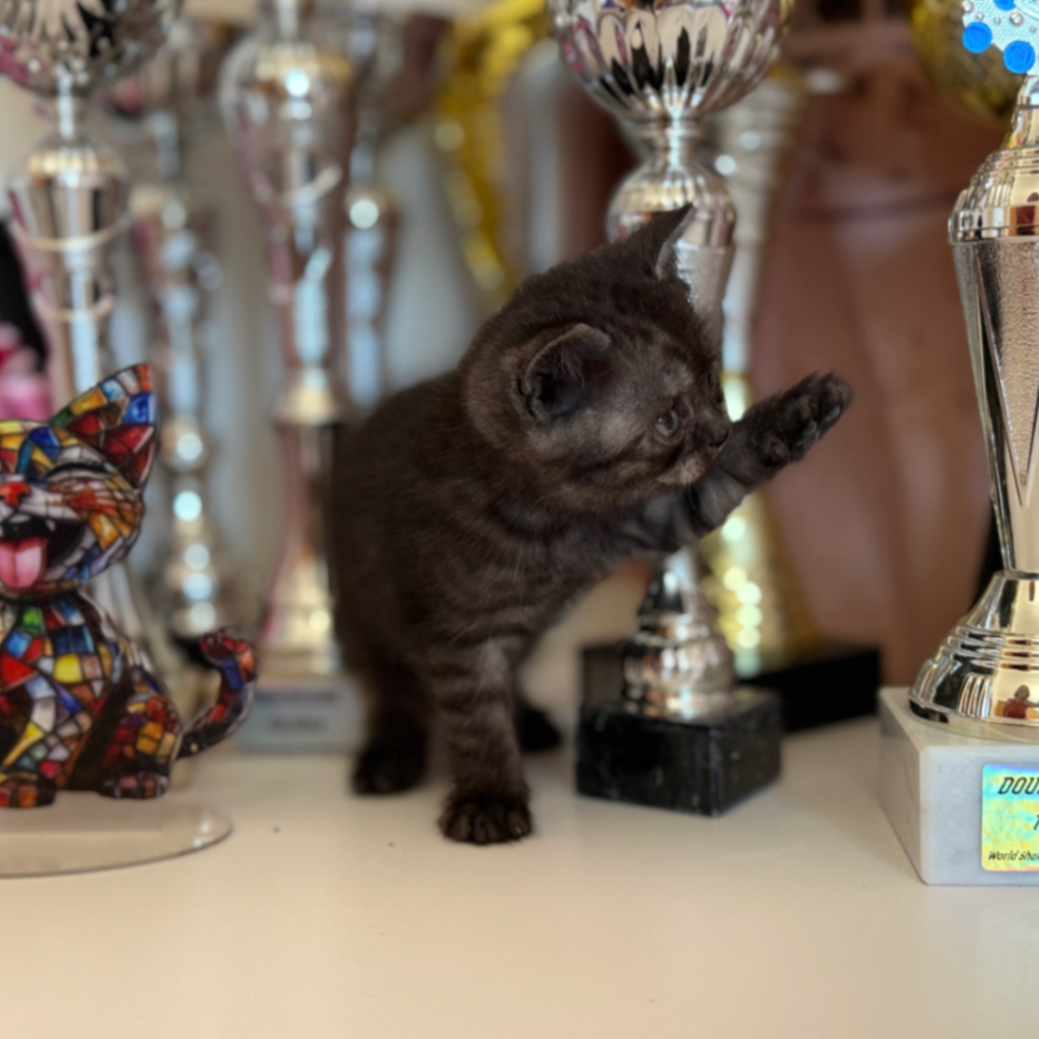 British Shorthair/Longhair thumbnail 8