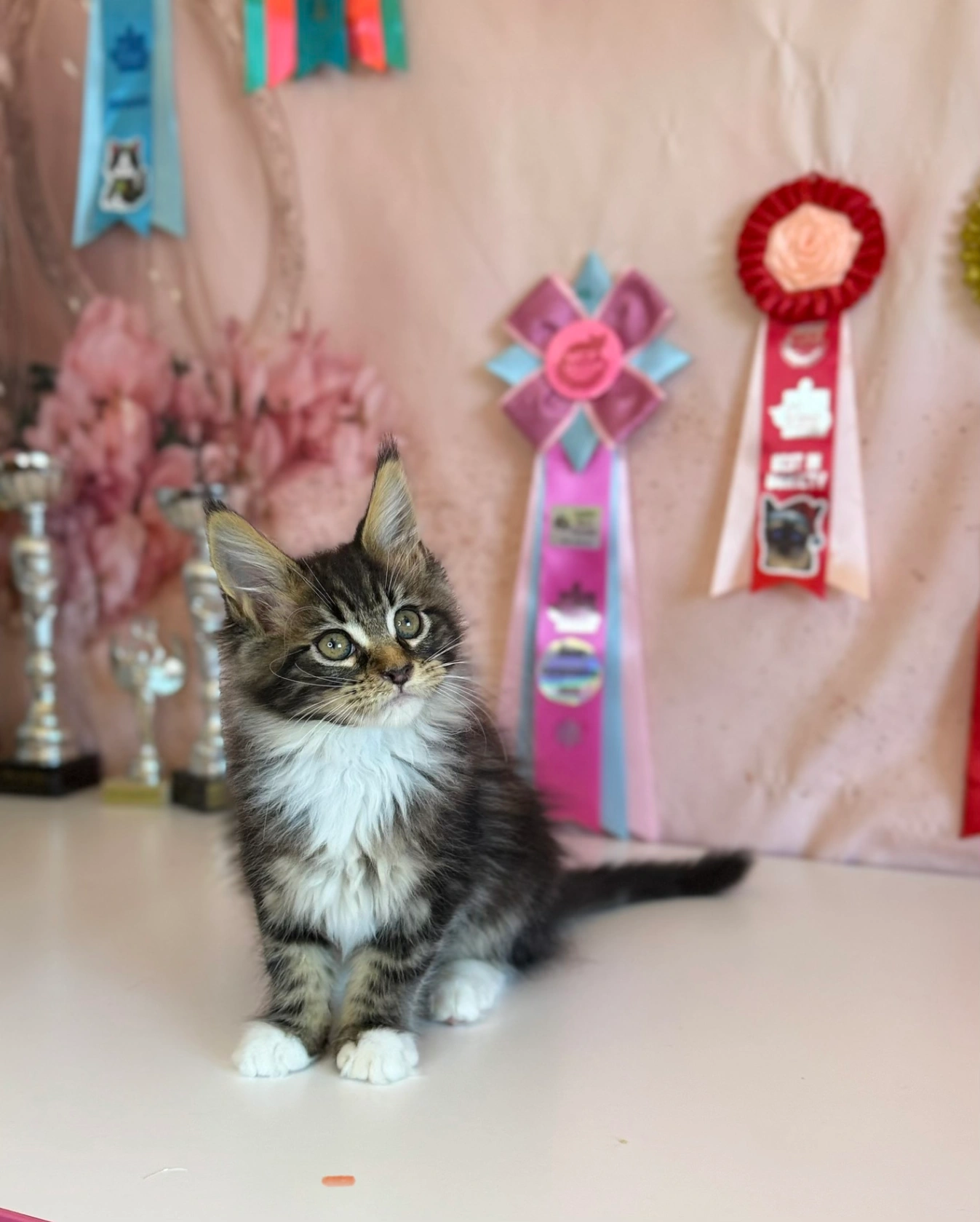 Maine Coon thumbnail 2