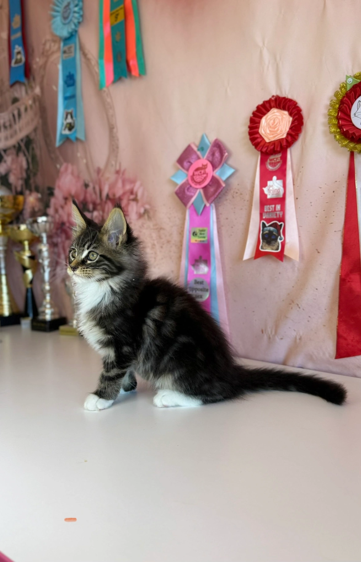 Maine Coon thumbnail 3