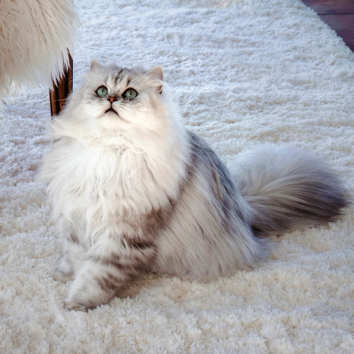 Esmeralda Bonton Pride thumbnail 2